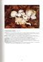 Hygrophorus cossus